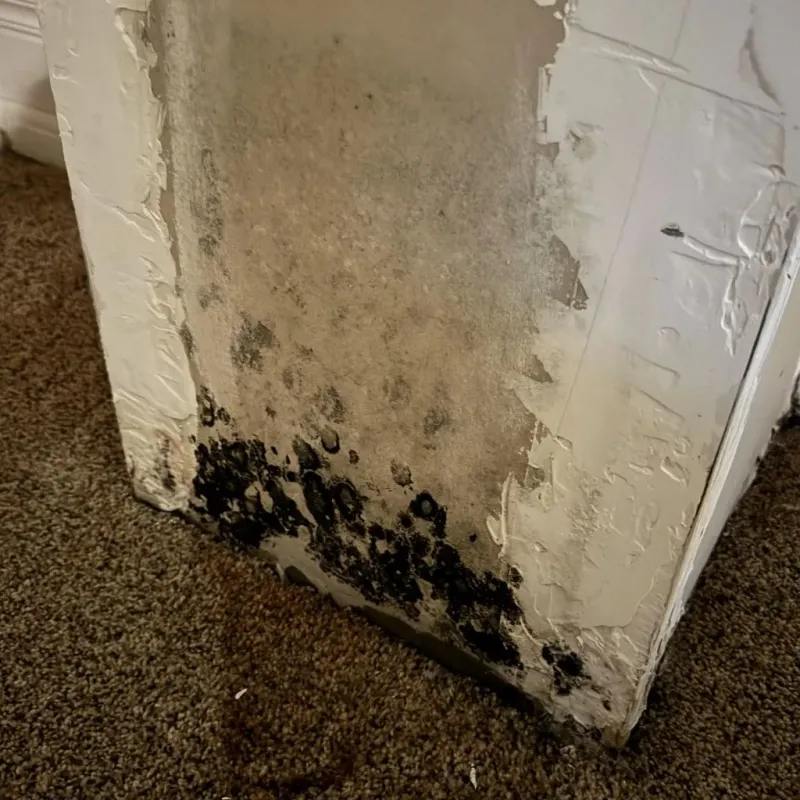 Professional Mold Removal in Sandy Hills, UT